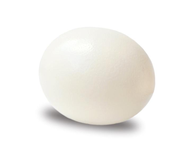 Fresh Ostrich Egg - Ostrich Meat - Karoo Ostrich Meat